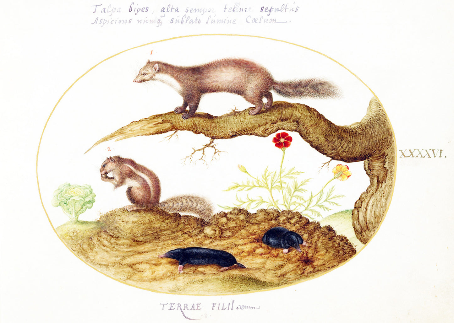 Stone Marten, Chipmunk, and Moles with a Marigold and Lettuce