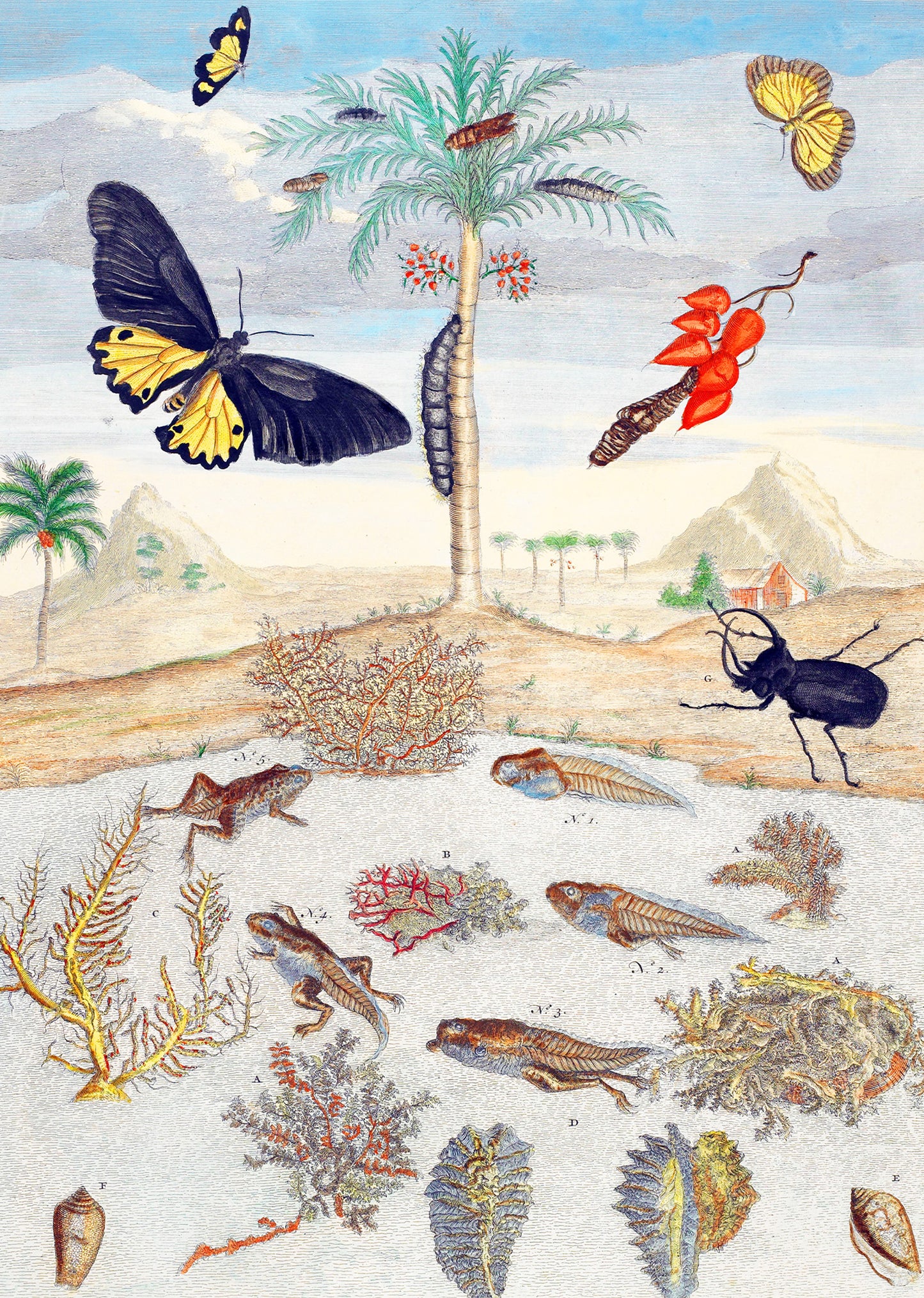 Insects and Fish with Island