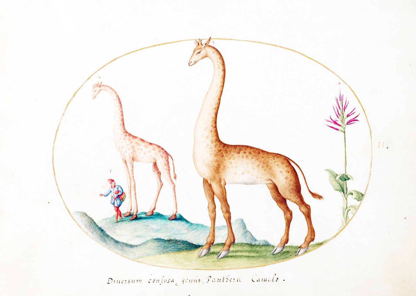 Plate 02; Two Giraffes with an Attendant