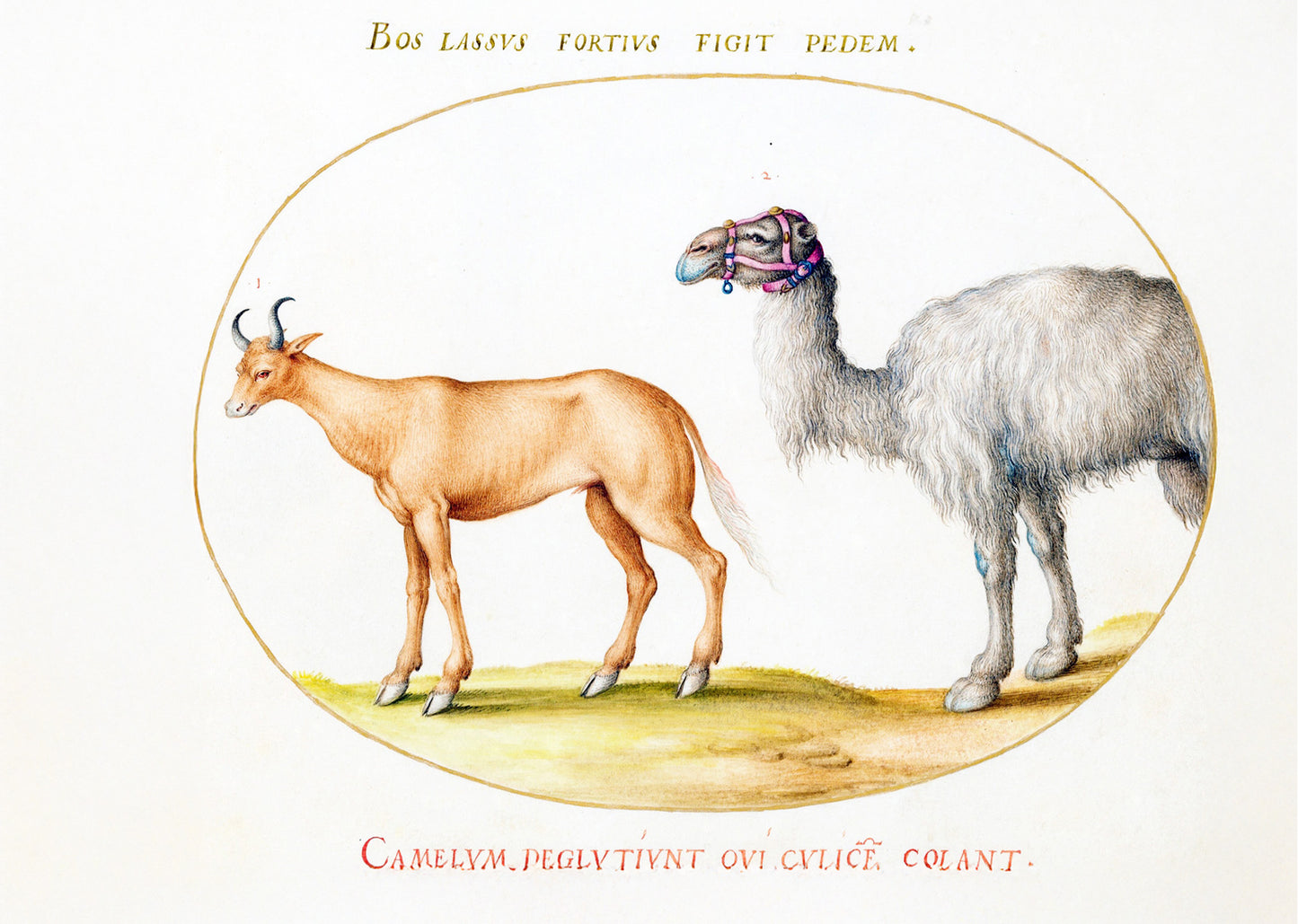 An Ox and a Camel