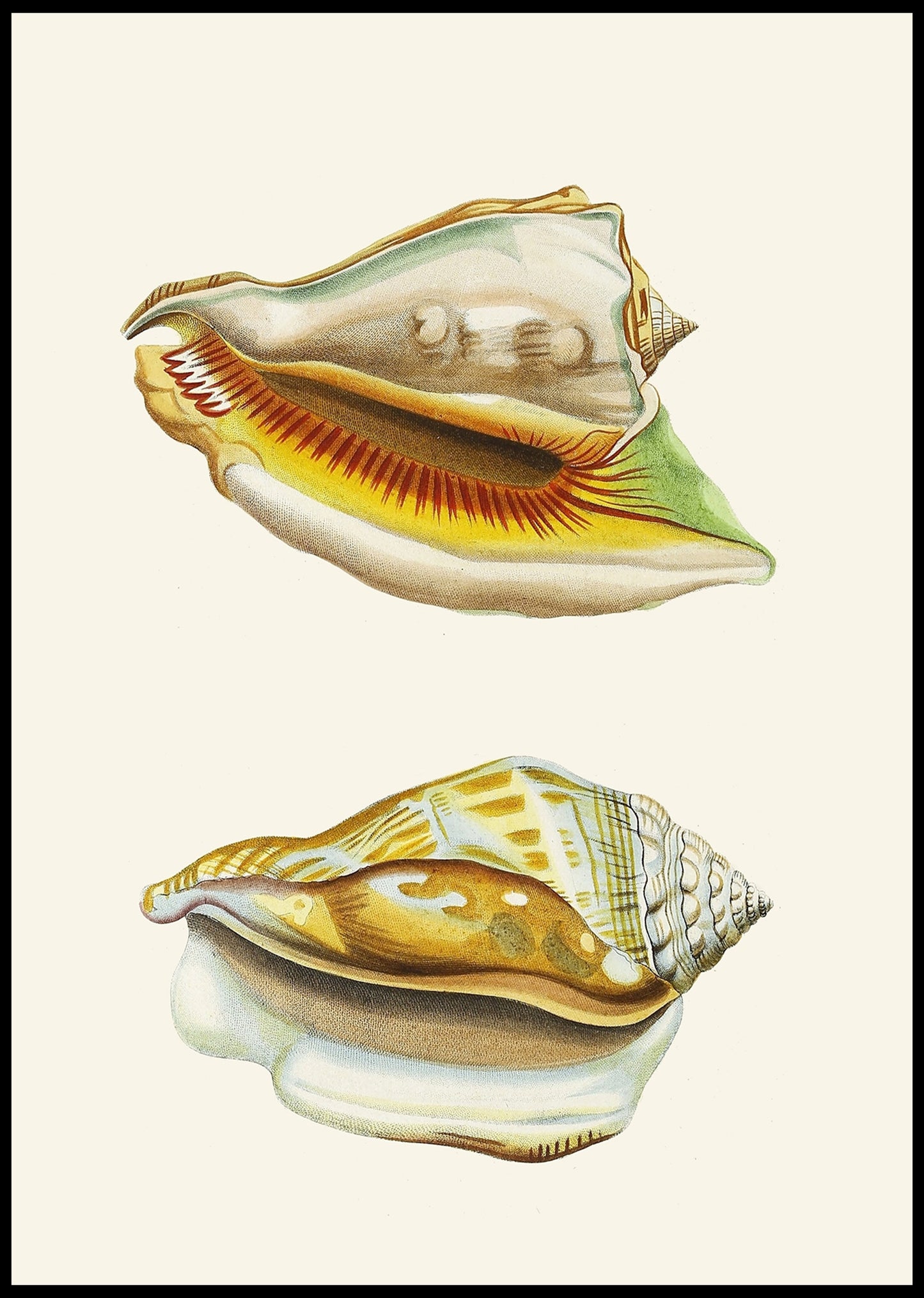 The Winged Snails Pl.10