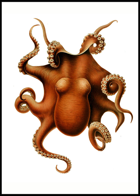 Benthoctopus Levis