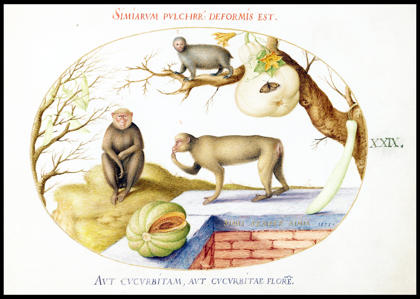 Two Monkeys, an ‘Arctopithecus' and Fruit