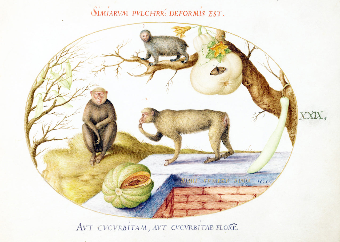 Two Monkeys, an ‘Arctopithecus' and Fruit