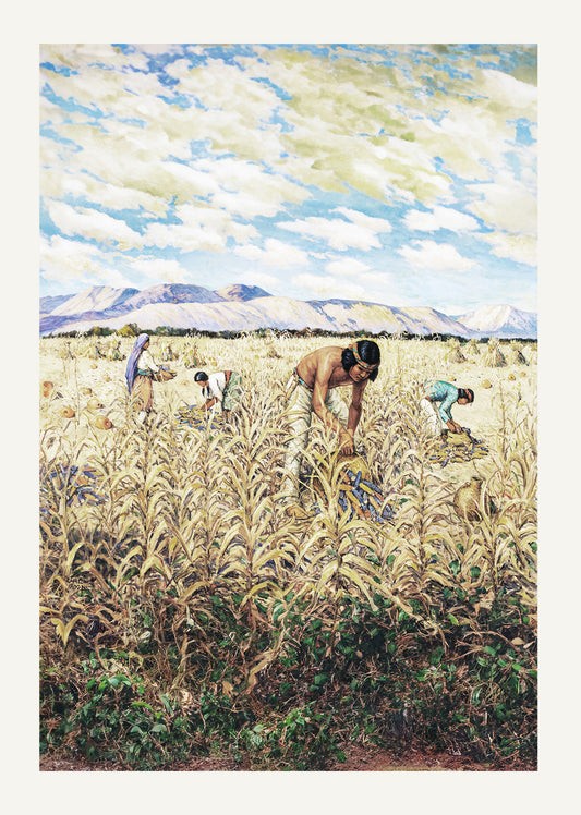 Corn Harvest at Santo Domingo