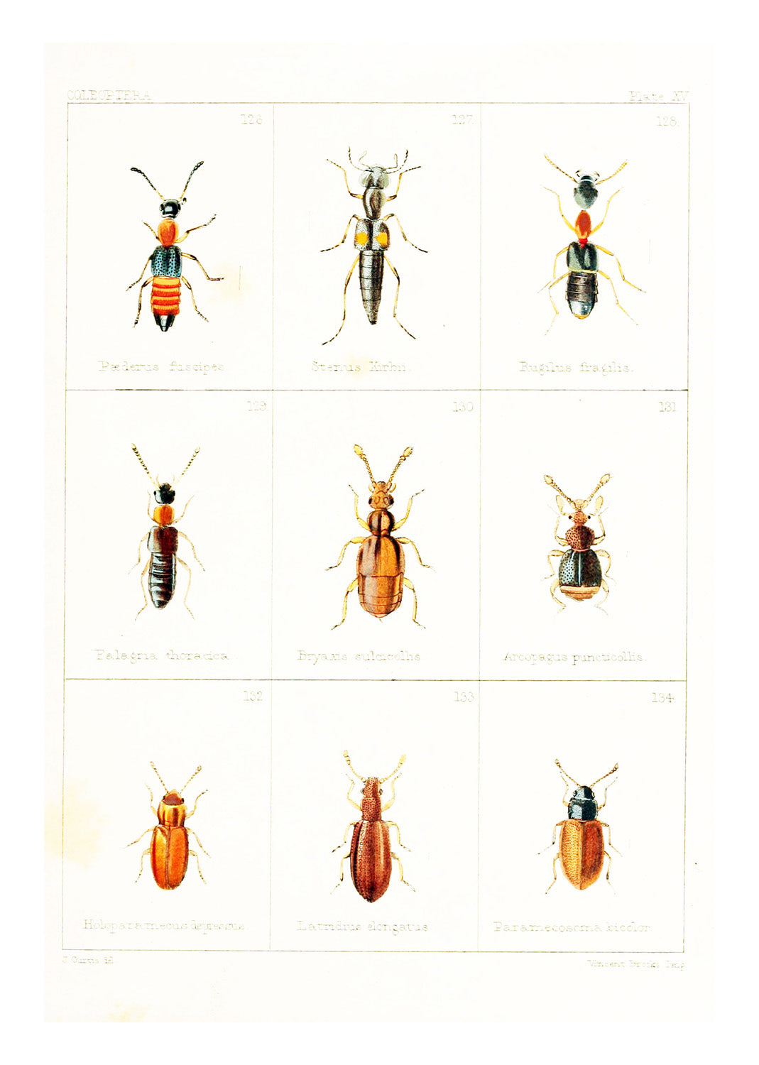 British Beetles Plate IV