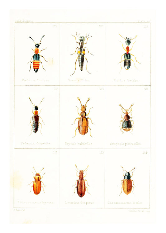 British Beetles Plate IV