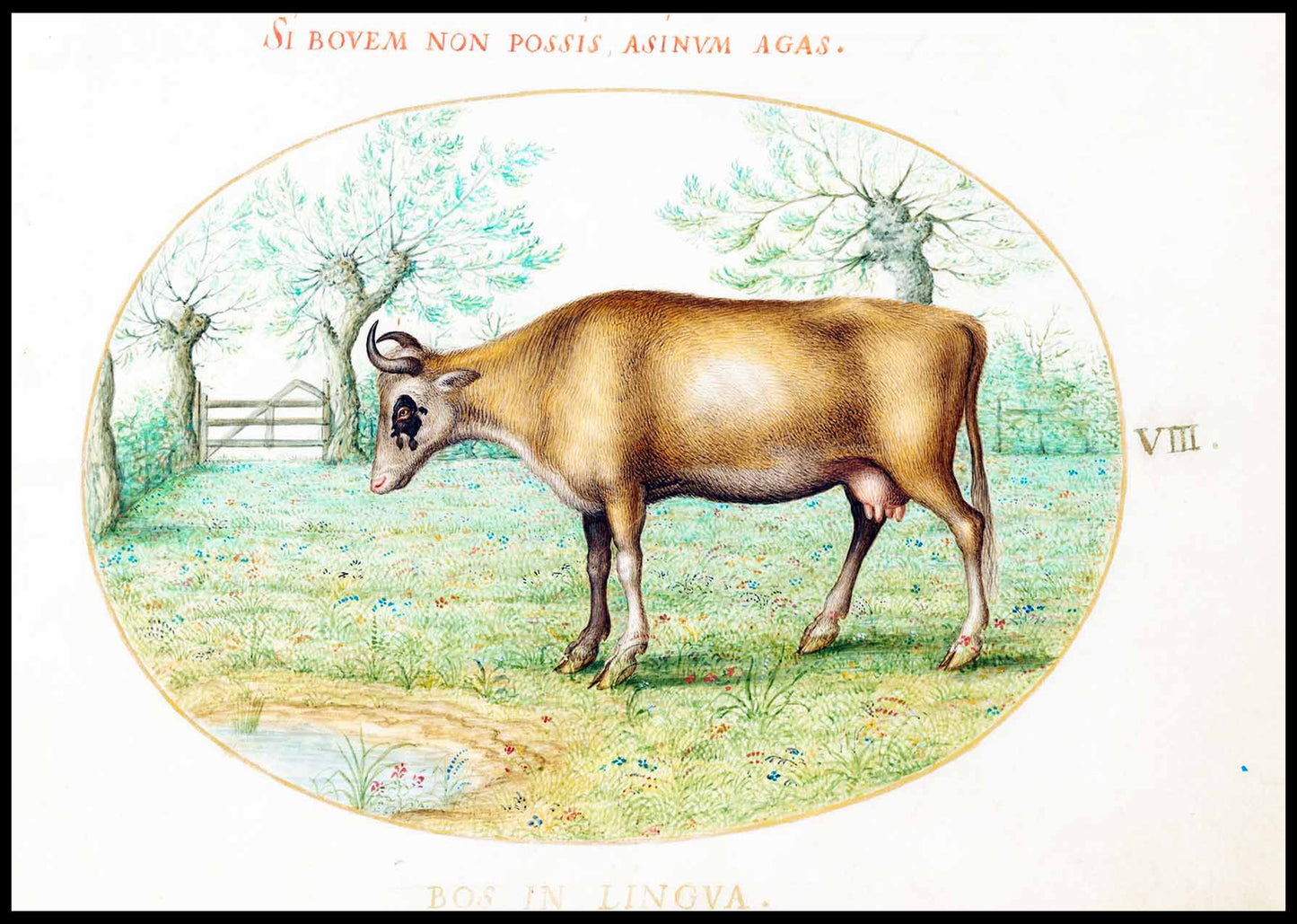 A Cow