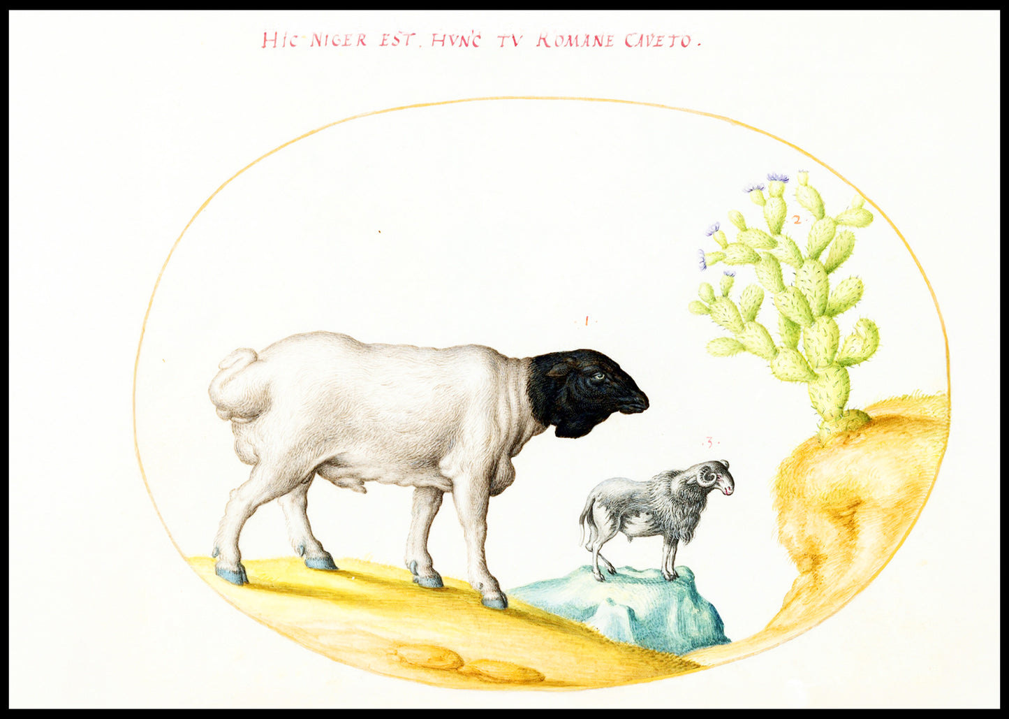 Blackhead Persian Sheep and a Sheep with a Long Tail, with a Cactus