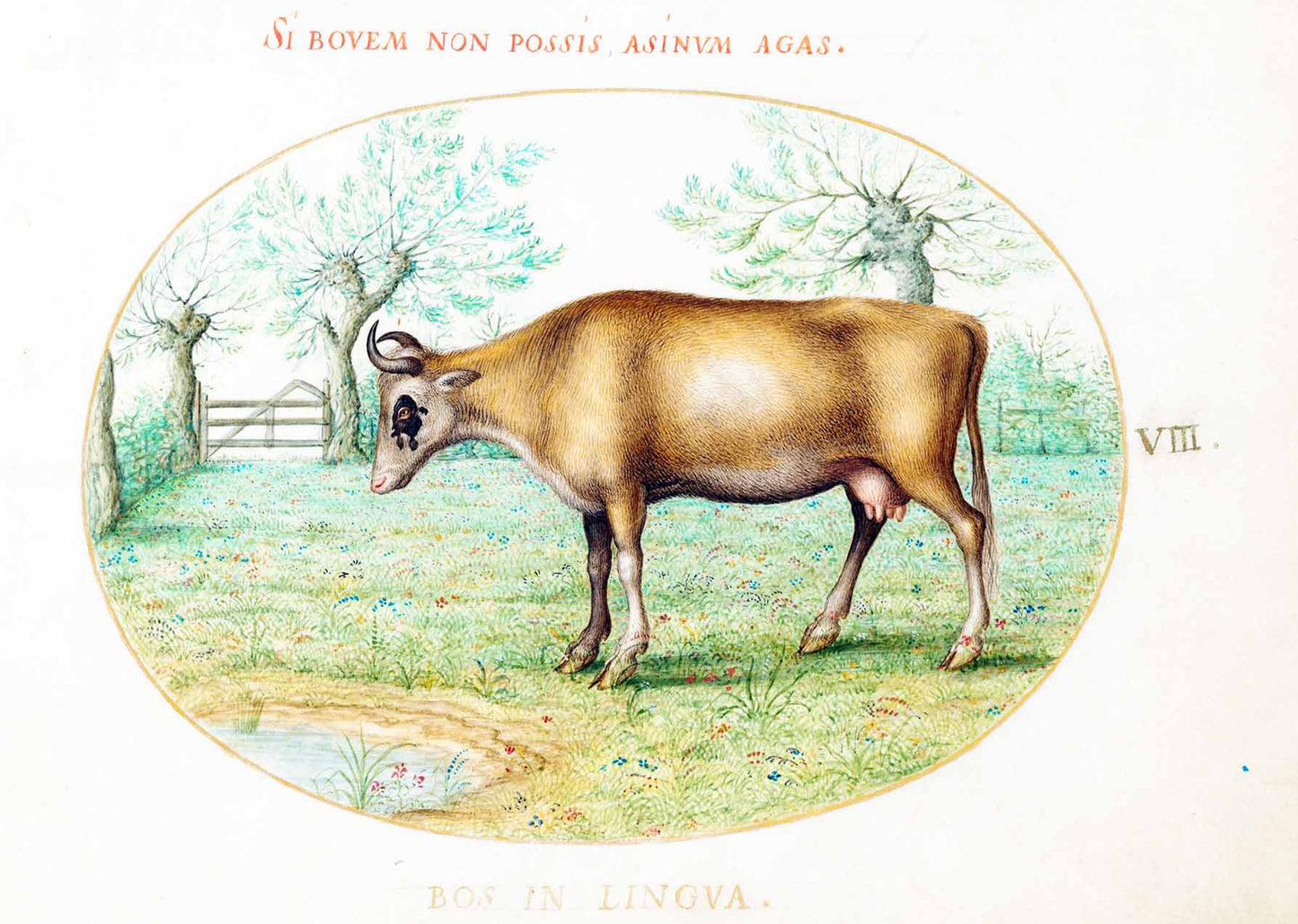 A Cow