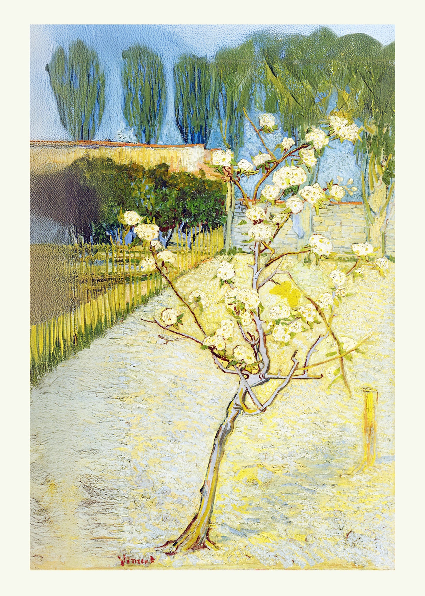 Small Pear in Tree Blossom