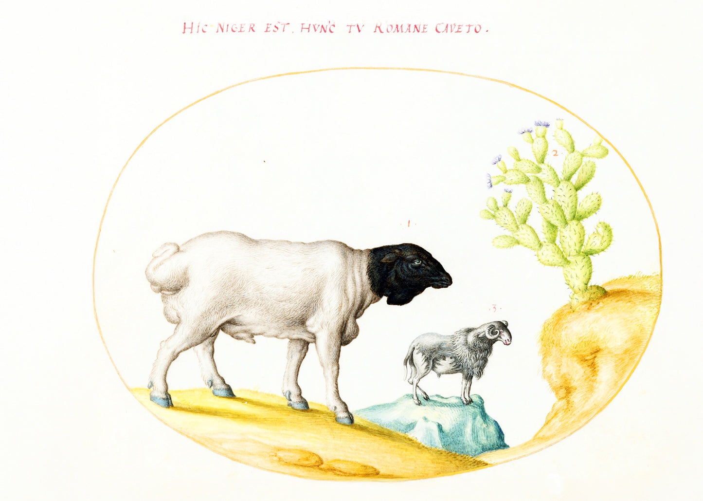 Blackhead Persian Sheep and a Sheep with a Long Tail, with a Cactus