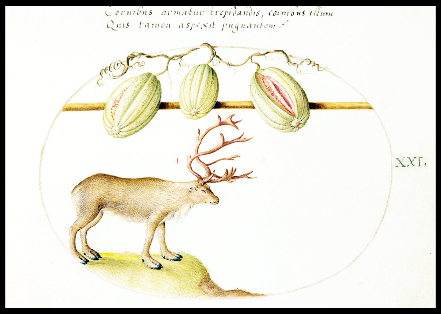 Reindeer with Melons