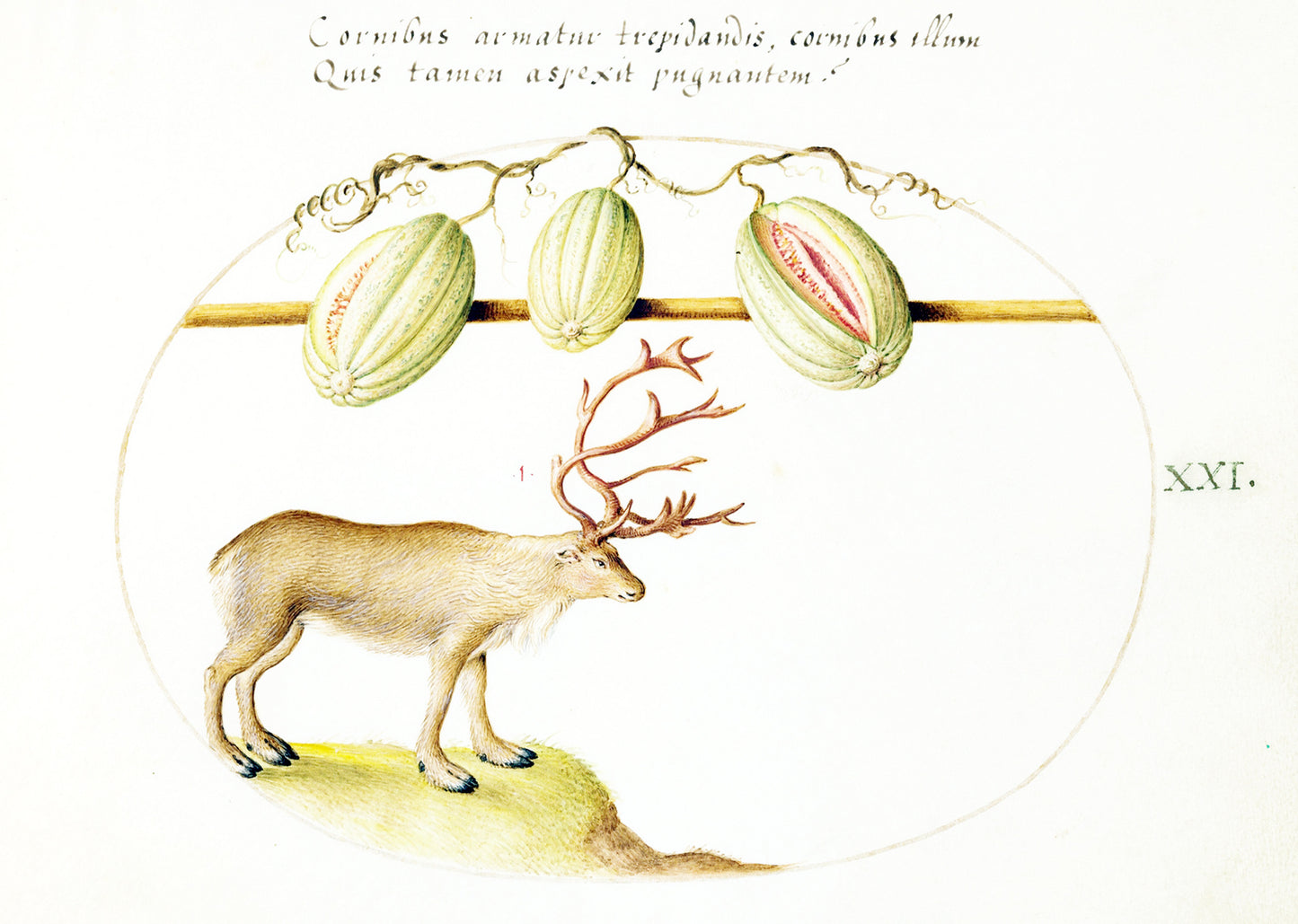 Reindeer with Melons