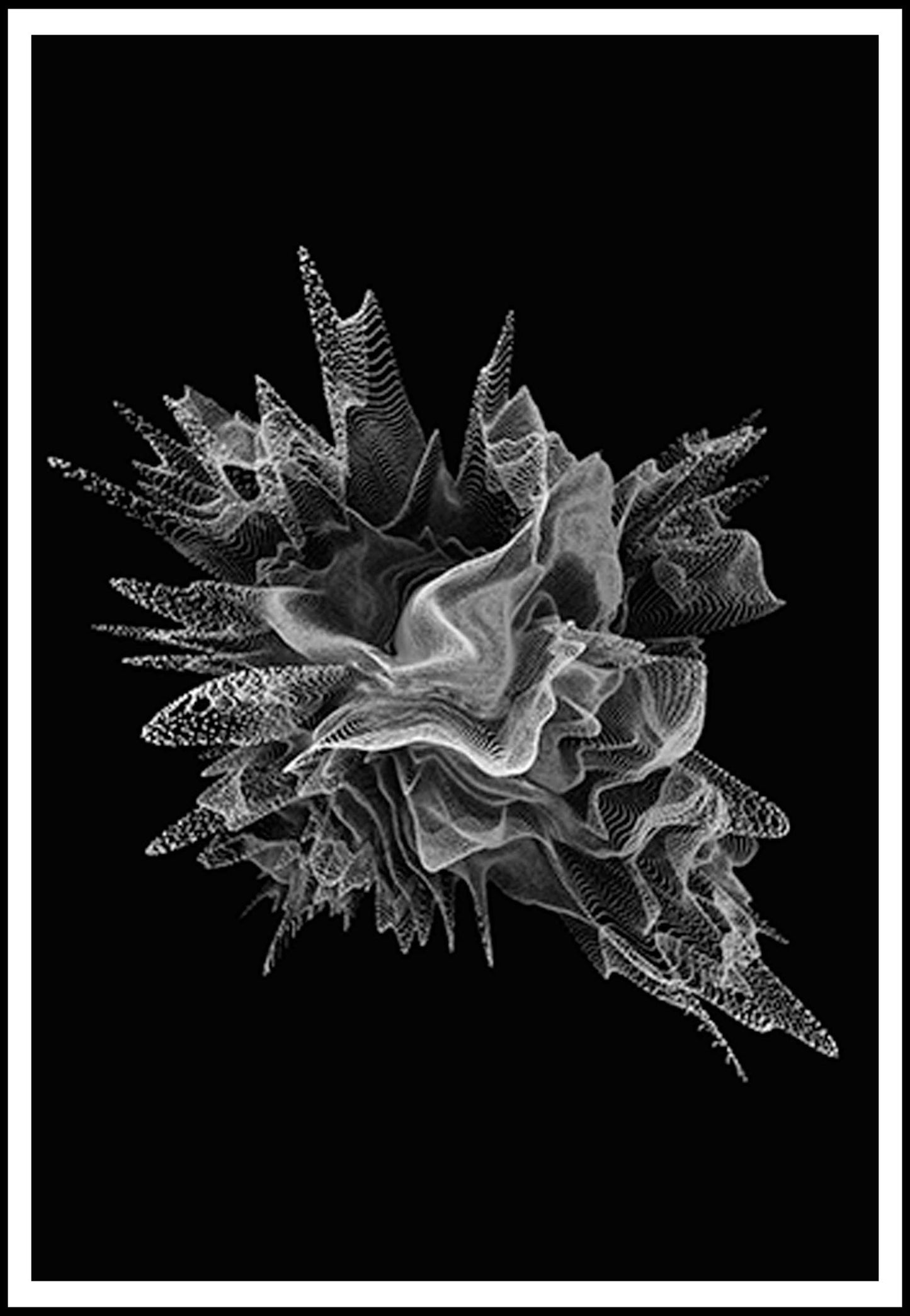 Abstract Seashell Poster - Hakyarts