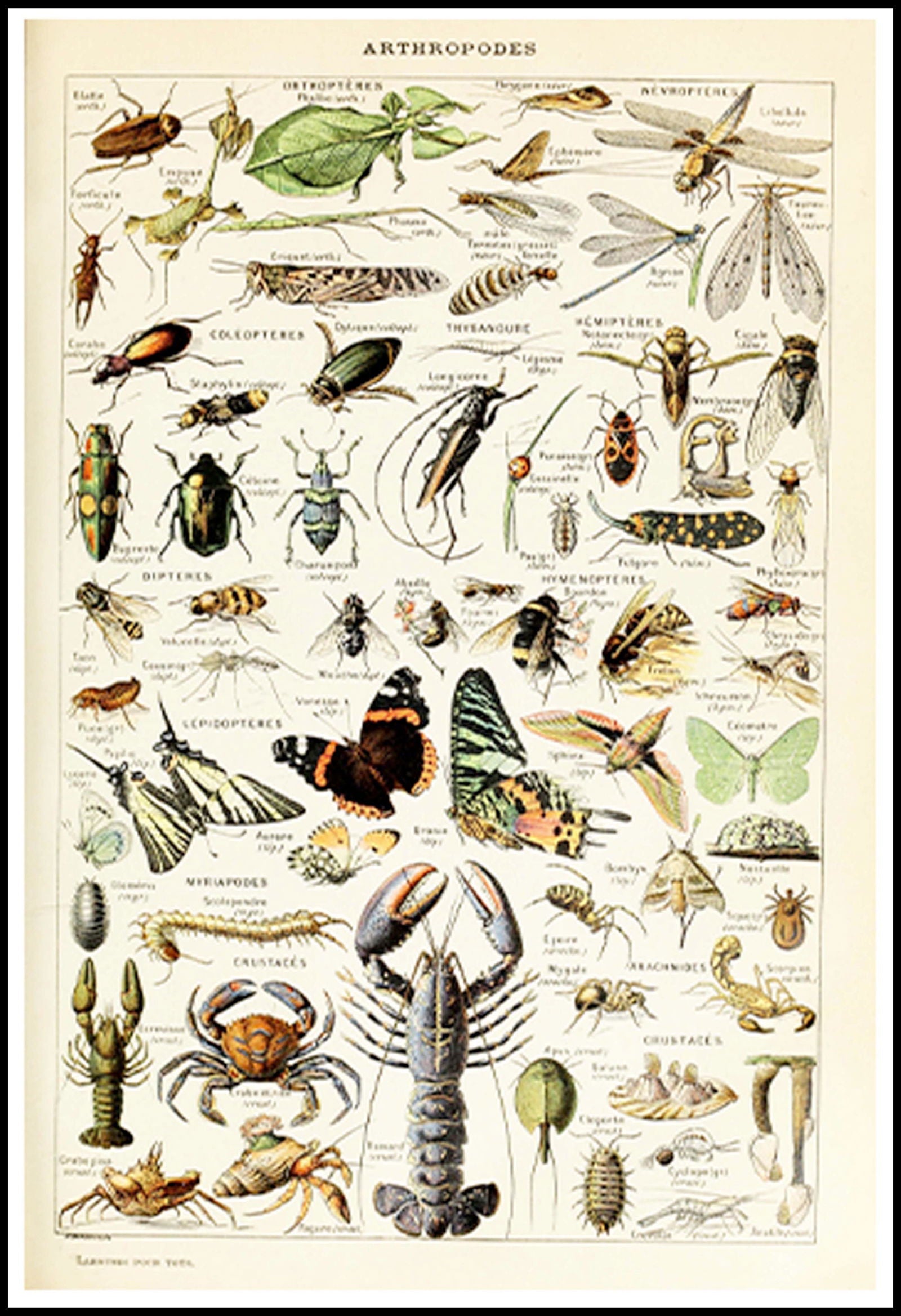 Adolphe Millot - Arthropodes Poster - Hakyarts