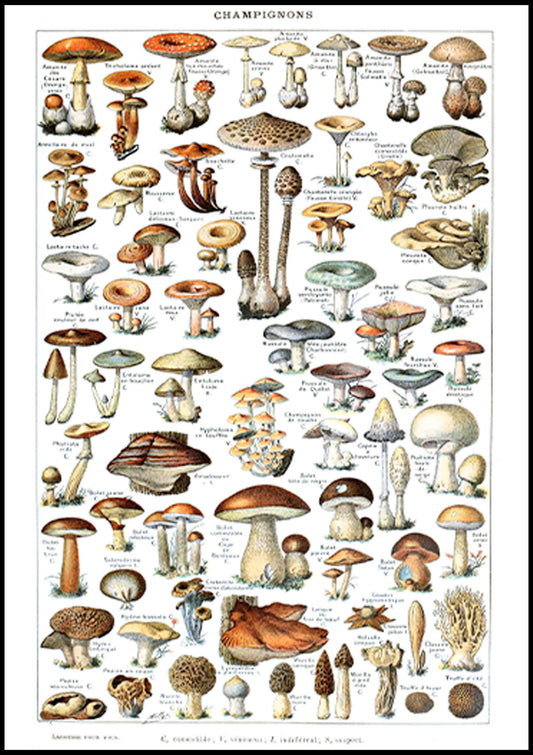 Adolphe Millot - Champignons Poster - Hakyarts