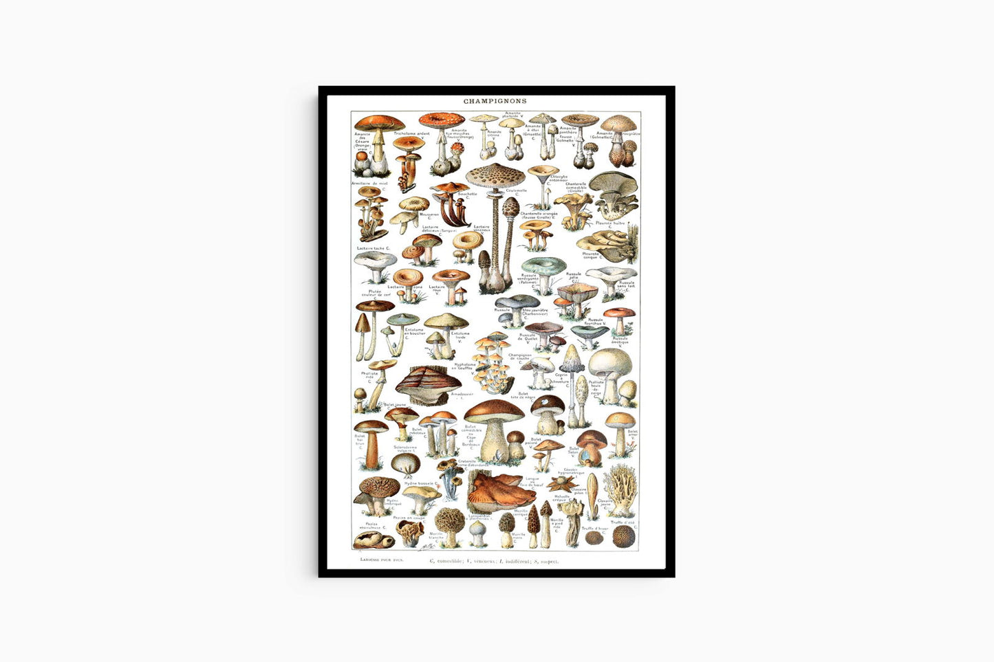 Adolphe Millot - Champignons Poster - Hakyarts