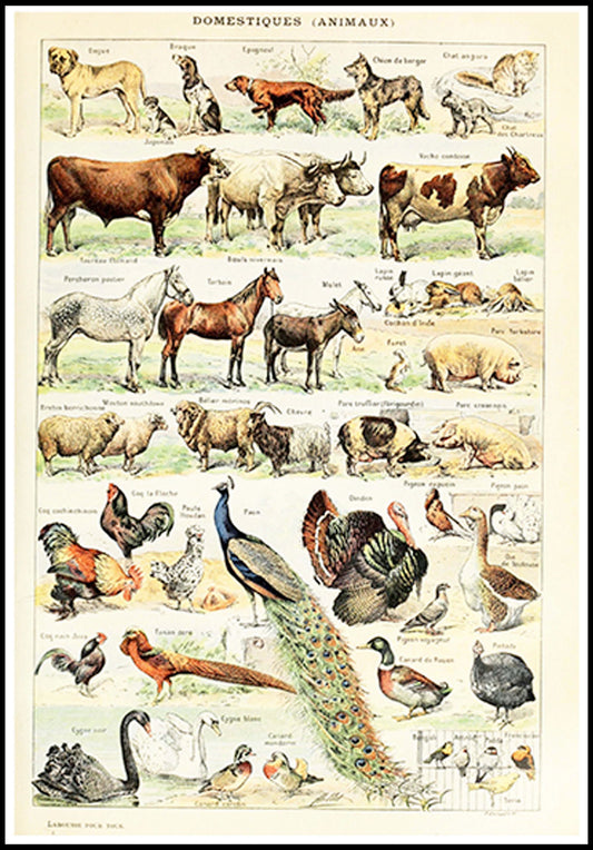 Adolphe Millot - Domestiques Animaux Poster - Hakyarts