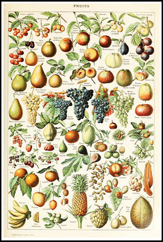 Adolphe Millot - Fruits I Poster - Hakyarts