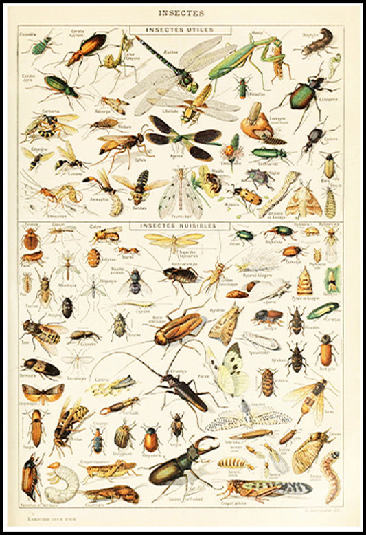 Adolphe Millot - Insectes III Poster - Hakyarts