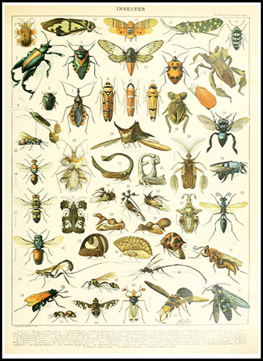 Adolphe Millot - Insectes II Poster - Hakyarts