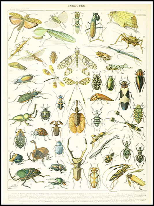 Adolphe Millot - Insectes I Poster - Hakyarts