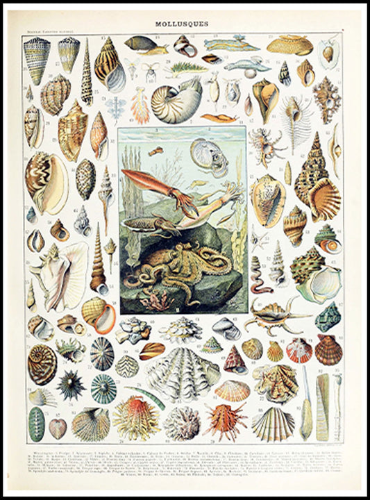 Adolphe Millot - Mollusques Poster - Hakyarts