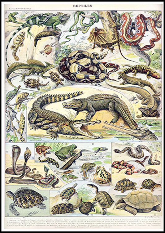 Adolphe Millot - Reptiles Poster - Hakyarts