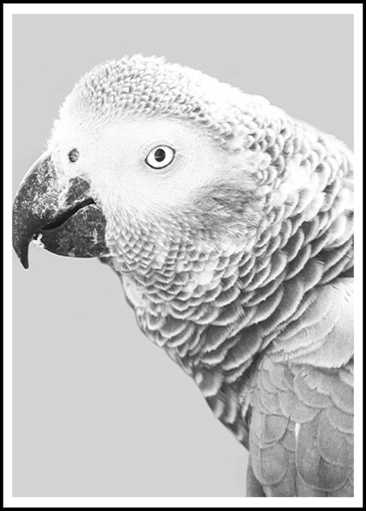 African Grey Parrot Poster - Hakyarts