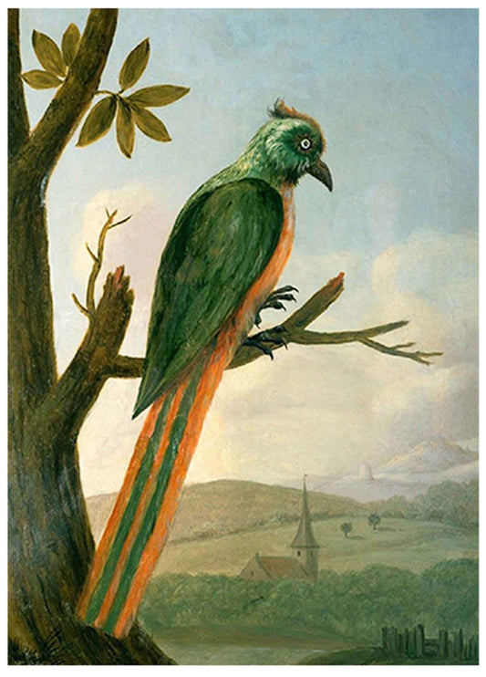 Albert Eckhout - Blauscheitelmotmot - Hakyarts