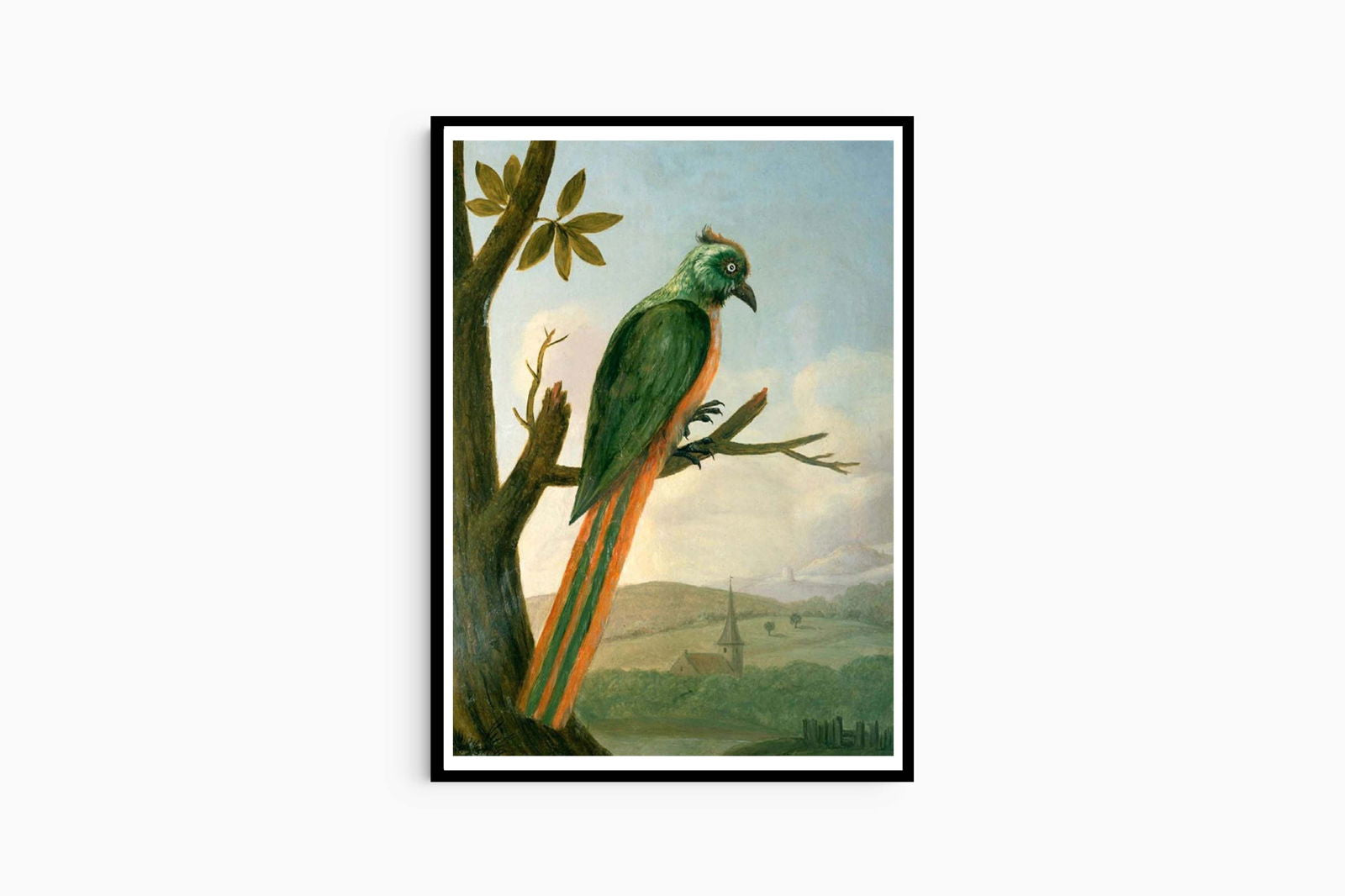 Albert Eckhout - Blauscheitelmotmot - Hakyarts