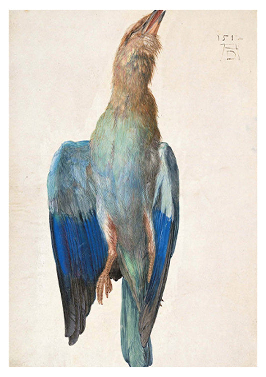 Albrecht Dürer - Dead Blue Roller - Hakyarts