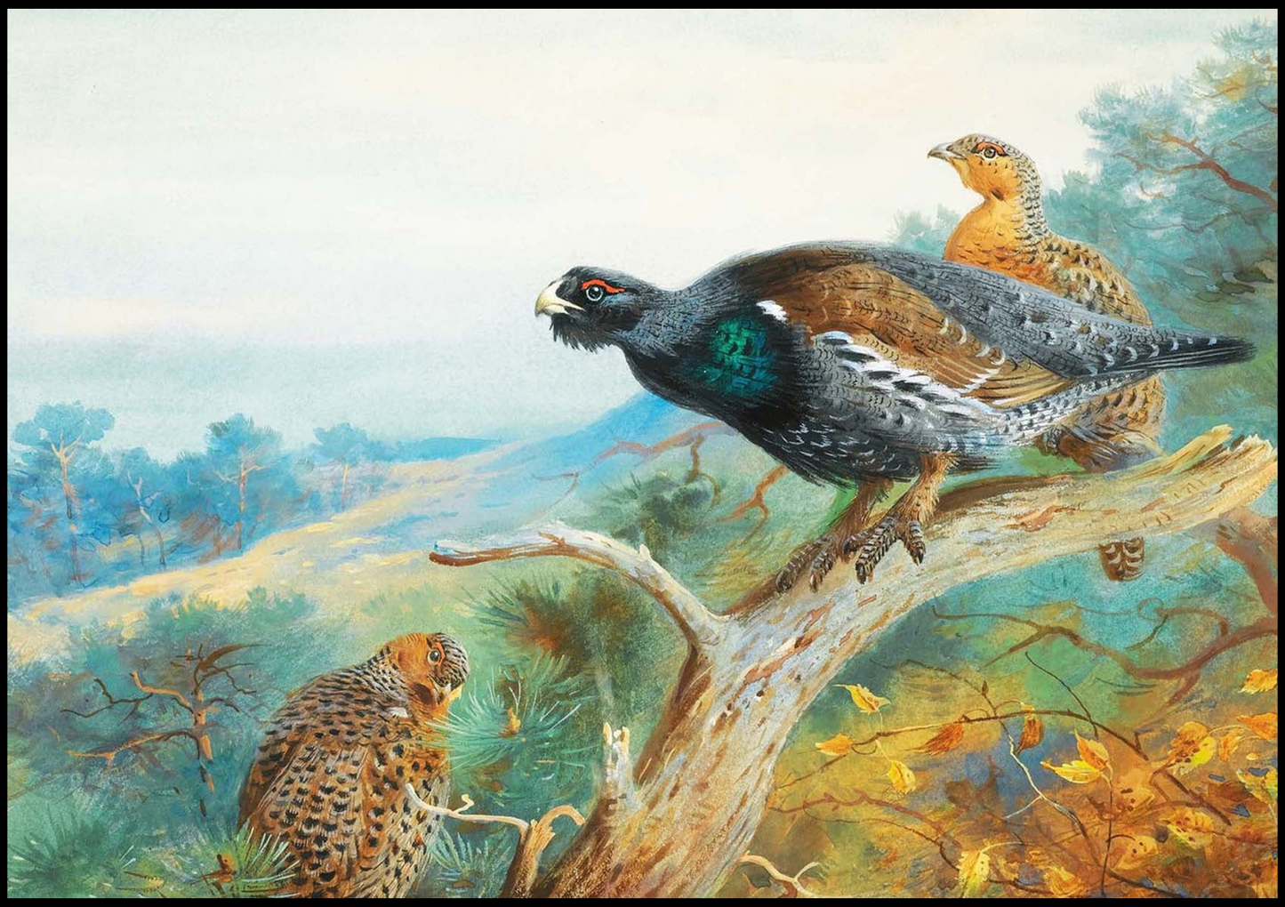 Archibald Thorburn - Capercaillie - Hakyarts