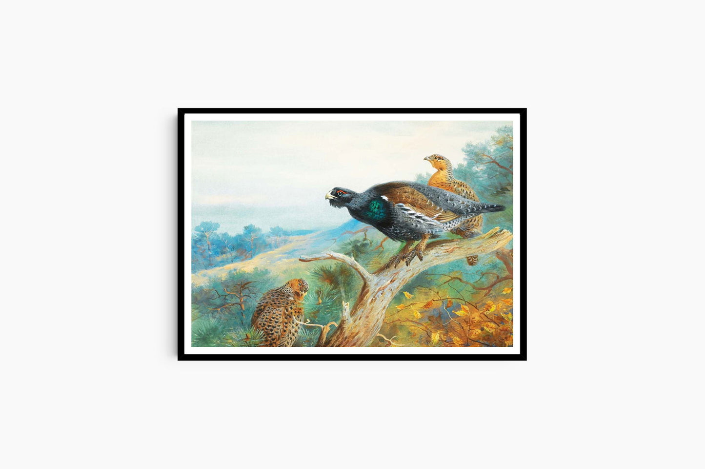 Archibald Thorburn - Capercaillie - Hakyarts