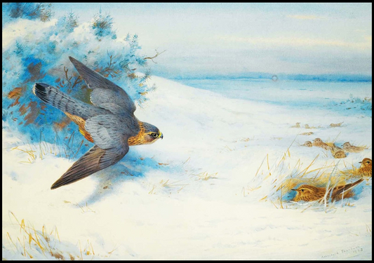 Archibald Thorburn - Merlin And Larks - Hakyarts