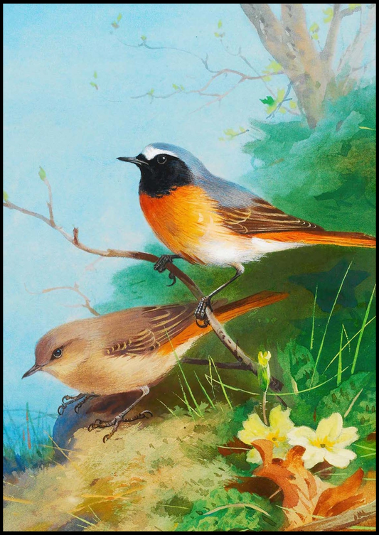 Archibald Thorburn - Pair Of Redstarts - Hakyarts