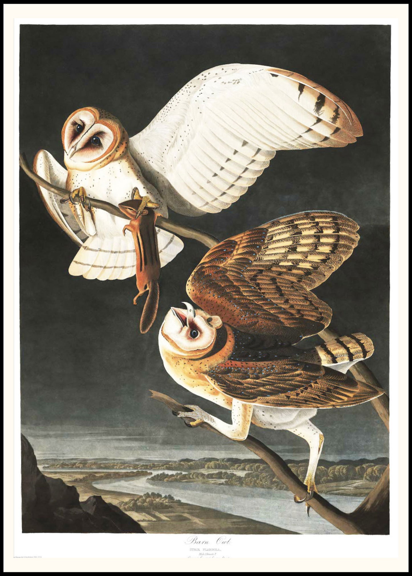 Audubon - Barn Owl - Hakyarts