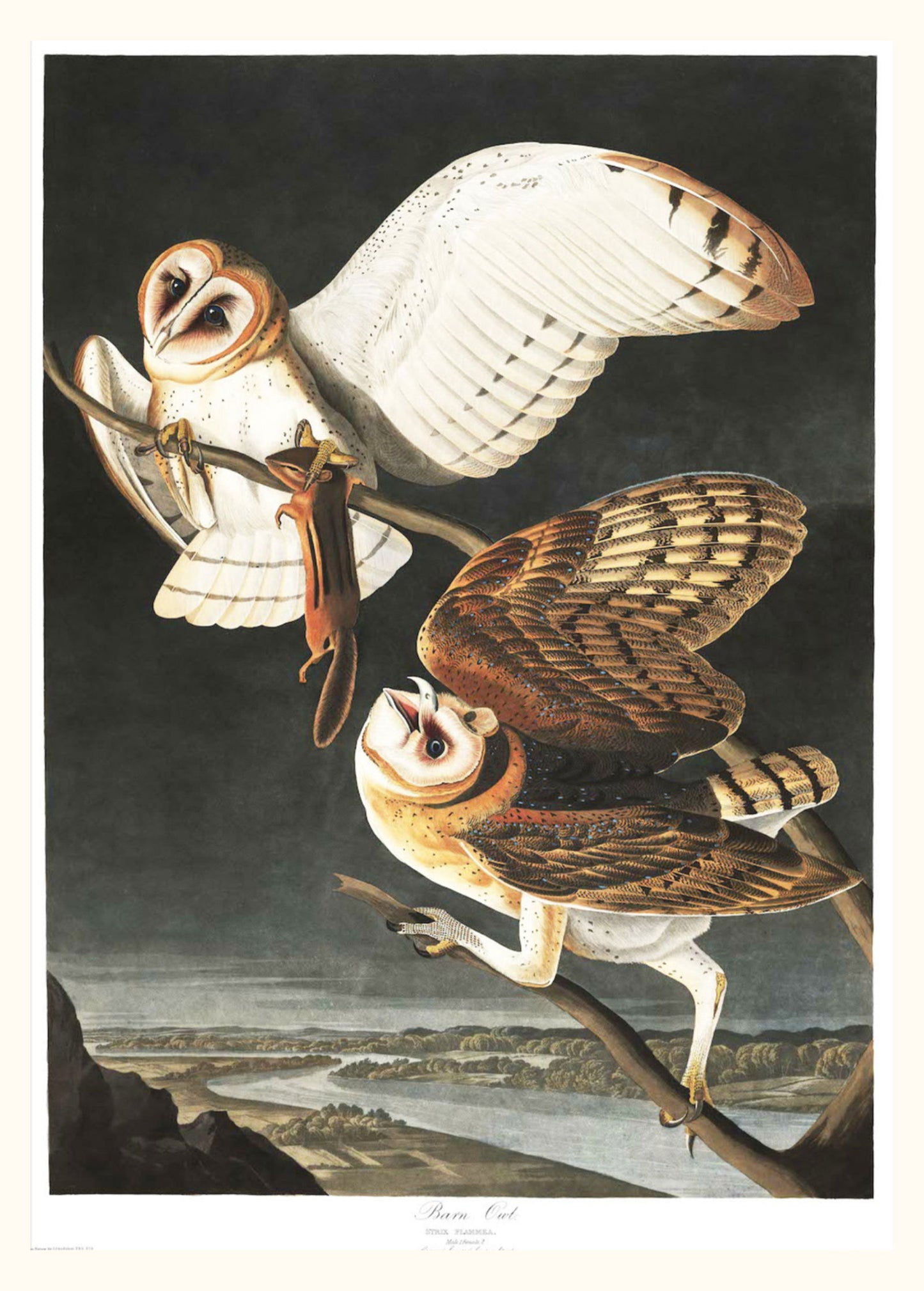 Audubon - Barn Owl - Hakyarts