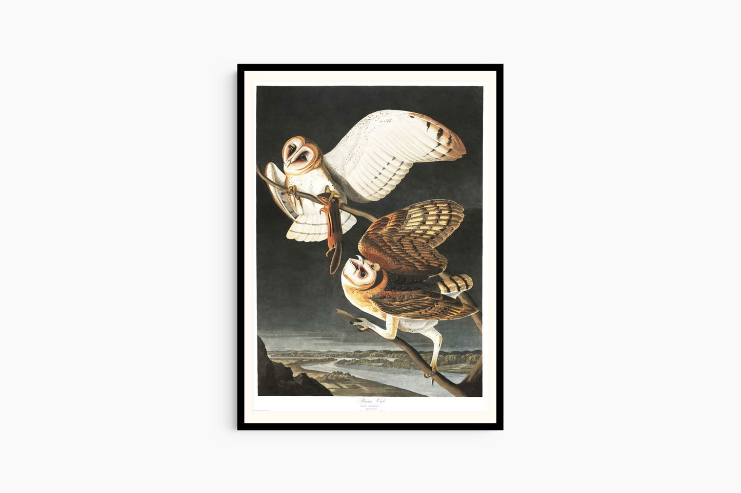 Audubon - Barn Owl - Hakyarts