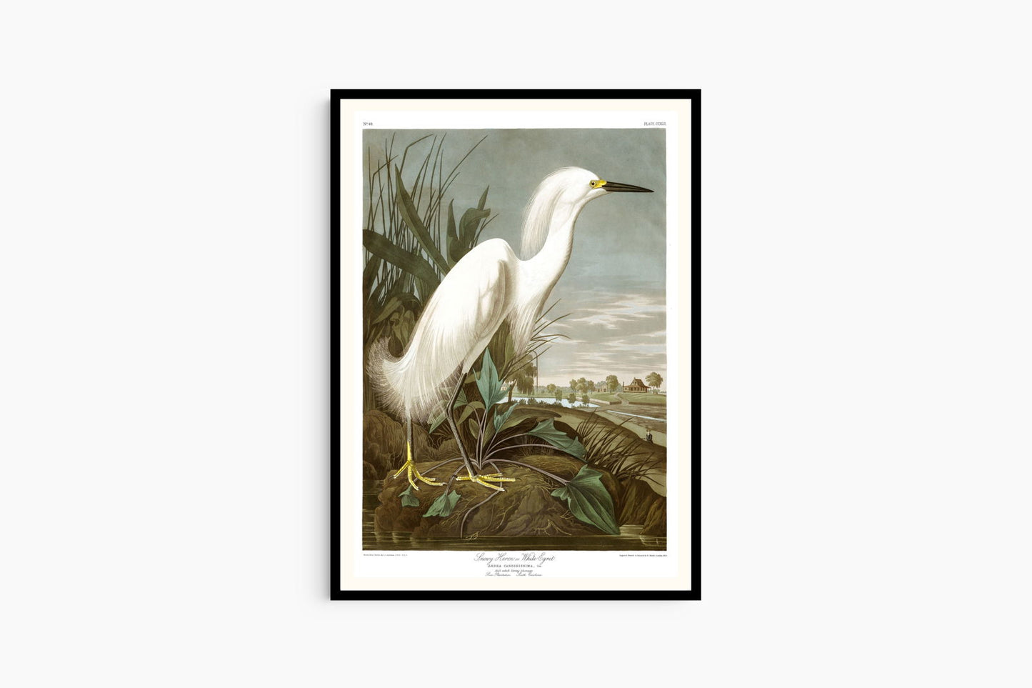 Audubon - Snowy Heron Poster - Hakyarts