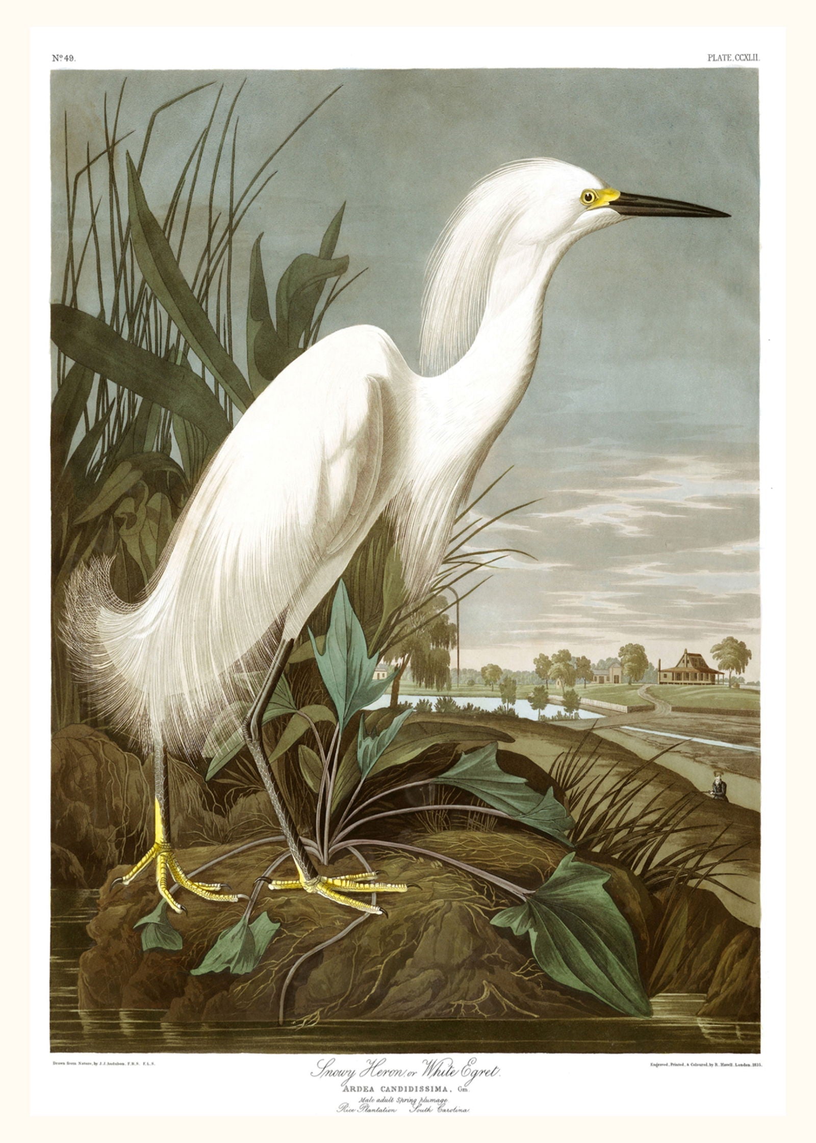 Audubon - Snowy Heron Poster - Hakyarts