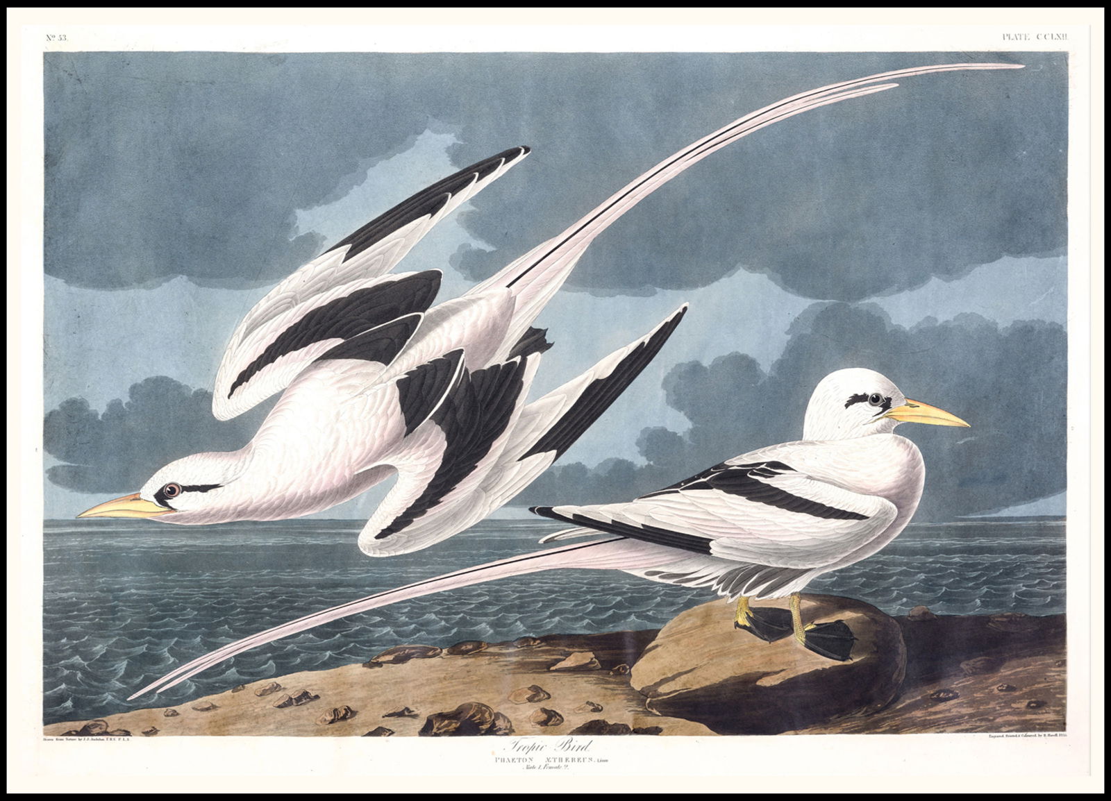 Audubon - Tropic Bird - Hakyarts