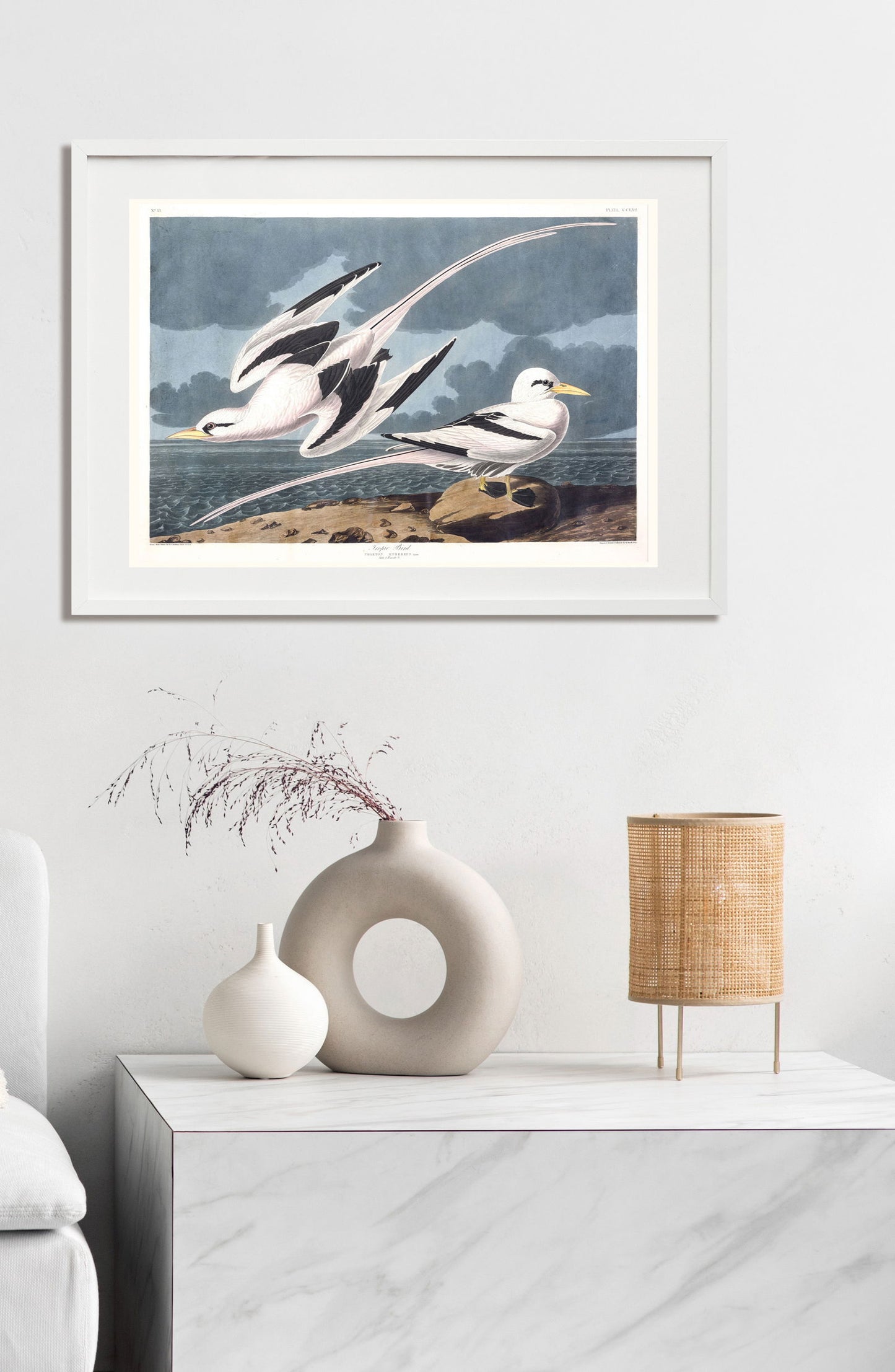 Audubon - Tropic Bird - Hakyarts