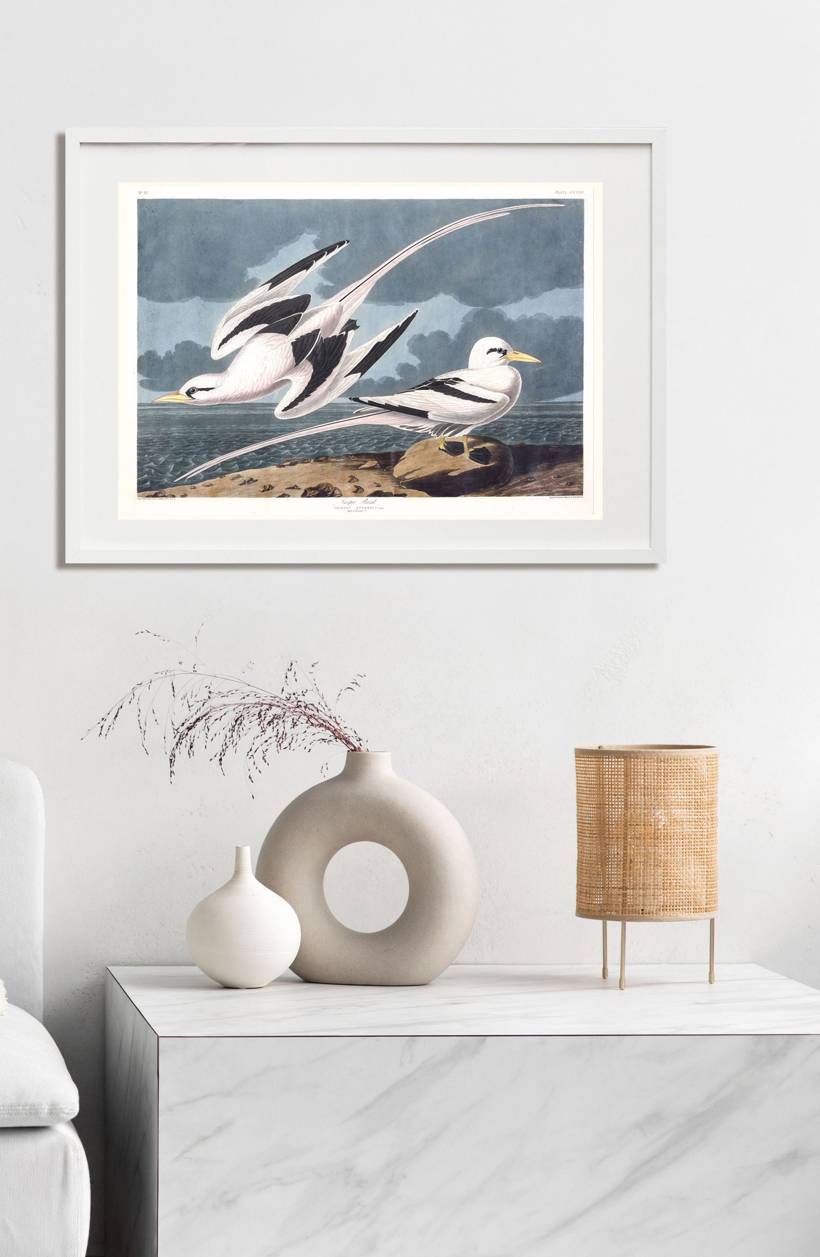 Audubon - Tropic Bird - Hakyarts