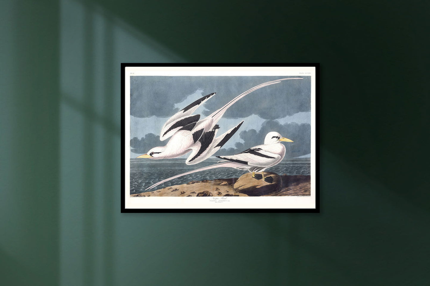 Audubon - Tropic Bird - Hakyarts