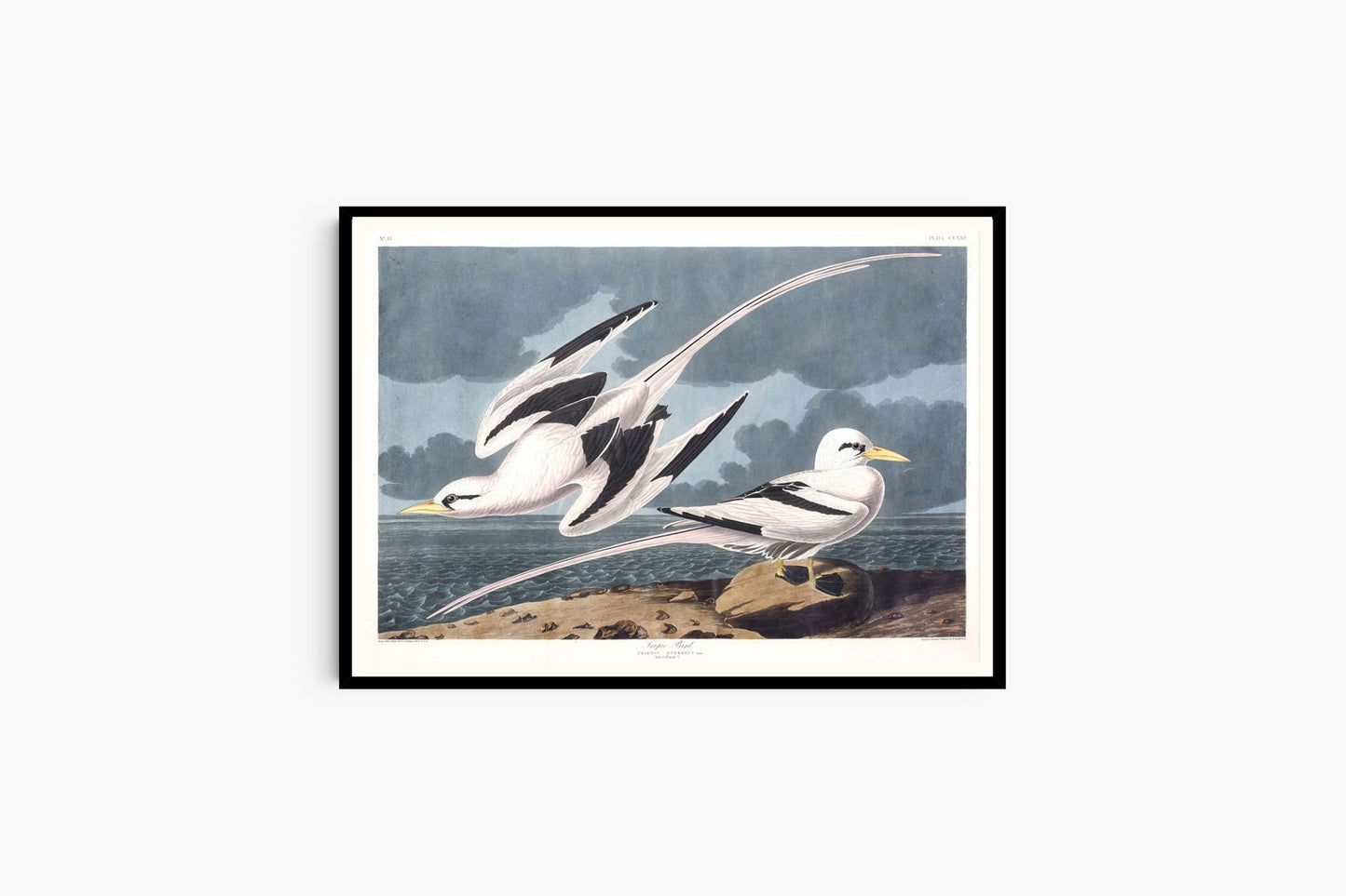 Audubon - Tropic Bird - Hakyarts