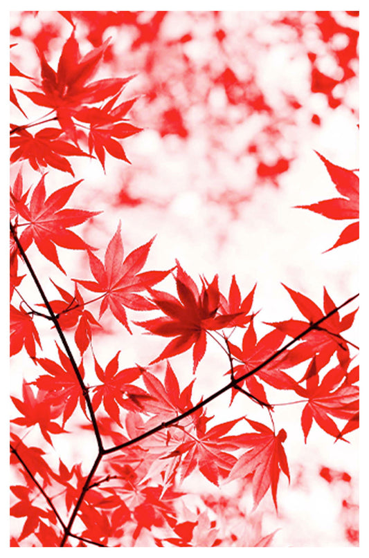 Autumn Red Leaves Poster - Hakyarts