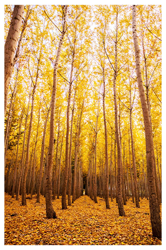 Autumn Yellow Leaves Poster - Hakyarts