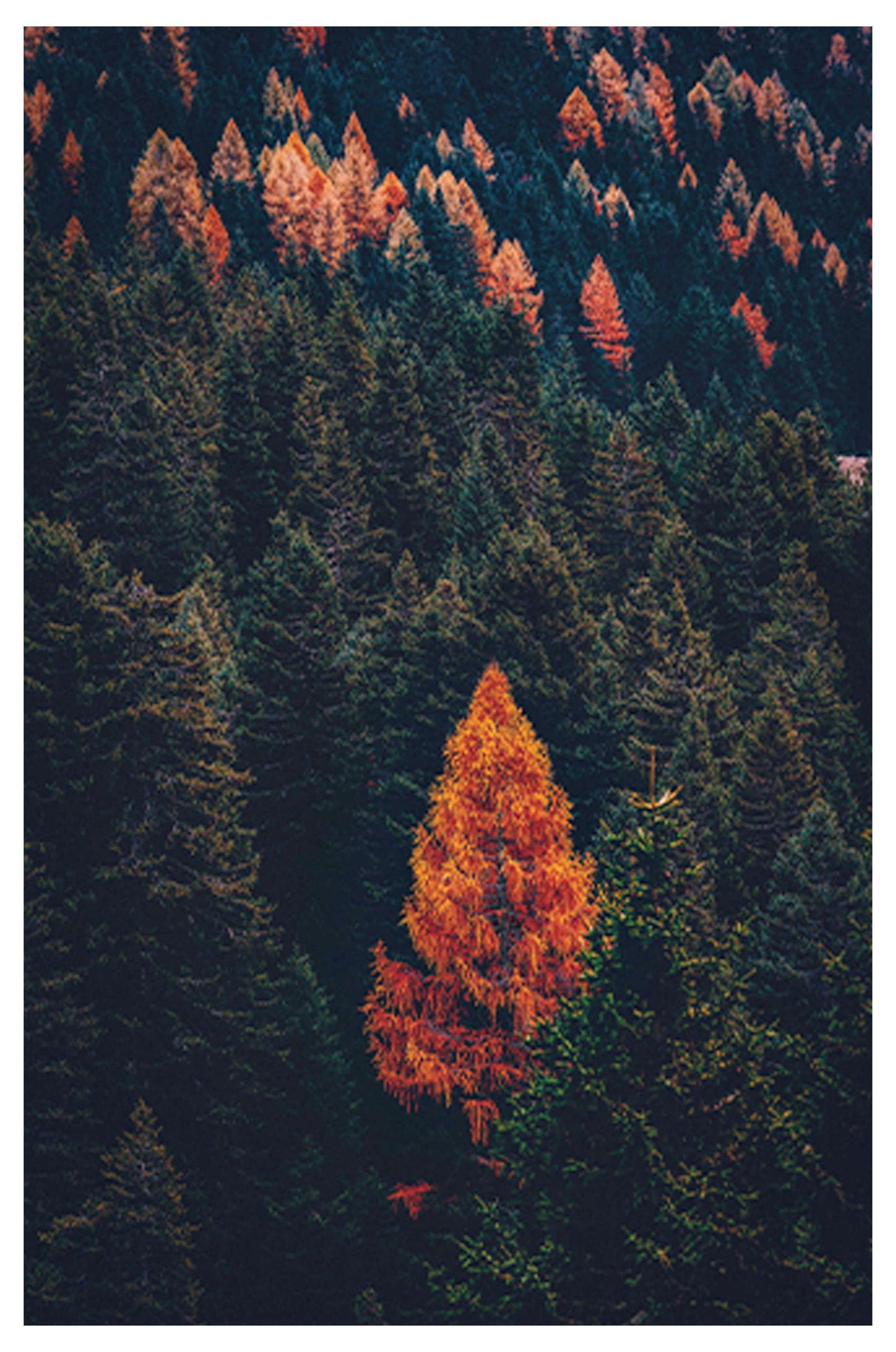 Autumnal Pine Trees Poster - Hakyarts